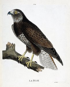 動物図鑑（鳥類学）：枝についたノズル（可変ノズルまたはブテオ・ブテオ）。フランソワ・ニコラ・マルティネ（1731-1800）の「外観と感覚的な面で描かれた鳥類の歴史」の挿絵。個人蔵。 作： Francois Nicolas Martinet