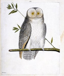 動物図鑑（鳥類学）：枝の上のフクロウ（Barn Owl or Tyto Alba）。フランソワ・ニコラ・マルティネ（1731-1800）の「外観と感覚的な面で描かれた鳥類の歴史」の挿絵。個人蔵。 作： Francois Nicolas Martinet