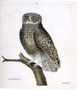 動物図鑑（鳥類学）：枝の上のフクロウ（hulotte owl or strix aluco）。フランソワ・ニコラ・マルティネ（1731-1800）の「外観と感覚的な面で描かれた鳥類の歴史」の挿絵。個人蔵。