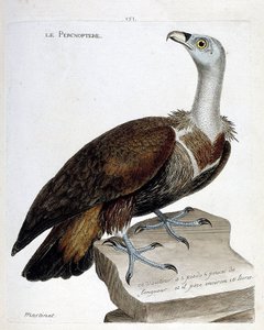 動物図鑑（鳥類学）：ペルノプテ（フォーンハゲタカまたはフルブス・ジプス）。フランソワ・ニコラ・マルティネ（1731-1800）の『外観と感覚で描かれた鳥類の歴史』の挿絵。個人蔵。