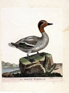 動物図鑑（鳥類学）：小型のコガモ（冬のコガモ、anas crecca）。フランソワ・ニコラ・マルティネ（1731-1800）の『外観と感覚で描かれた鳥類の歴史』の挿絵。個人蔵。 作： Francois Nicolas Martinet