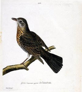 動物図鑑（鳥類学）：枝の上のツグミ（通称：カランドロット）。フランソワ・ニコラ・マルティネ（1731-1800）の『外観と感覚で描かれた鳥類の歴史』の挿絵。個人蔵。 作： Francois Nicolas Martinet