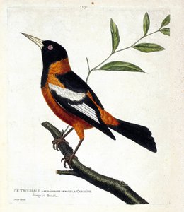 動物図鑑（鳥類学）：枝の上のトゥルピアーレ（troupiale oriole or icterus icterus）。フランソワ・ニコラ・マルティネ（1731-1800）の「外観と感覚的な面で描かれた鳥類の歴史」の挿絵。個人蔵。 作： Francois Nicolas Martinet