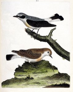 動物図鑑（鳥類学）：枝の上のビトレック（またはモトゥース）とそのメス（モトゥース・ストークまたはオエナント）。フランソワ・ニコラ・マルティネ（1731-1800）の「外観と感覚的な面で描かれた鳥類の歴史」の図版。個人蔵
