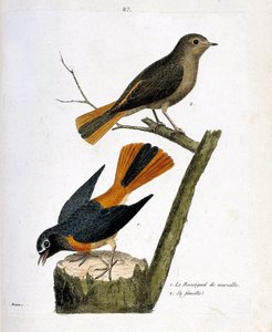 動物図鑑（鳥類学）：木の株の上にウォールナイチンゲール、枝の上にそのメス（額が白いレッドテイル、またはフェニキュラスphoenicurus）がいます。フラの「姿と感性で描かれた鳥類の歴史」の中のイラスト。