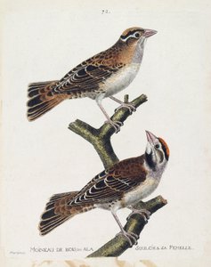 動物図鑑（鳥類学）：キジバトまたはレリーフ（Hudson sparrow or spizea arborea）とそのメス（Reliefed sparrow or petronia petronia）。フランコ作「登場と感性の面で描かれた鳥類の歴史」のイラスト 作： Francois Nicolas Martinet