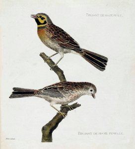 動物図鑑（鳥類学）：上から下へ。枝の上にいるハーグスズメ（zizi or emberiza cirlus）のオスとメス。フランソワ・ニコラ・マルティネ（1731-1800）の「外観と感覚的な面で描かれた鳥類の歴史」の挿絵。プライベート 作： Francois Nicolas Martinet