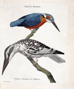 動物図鑑（鳥類学）：上から下へ。martin pecheur (martin pecheur d
