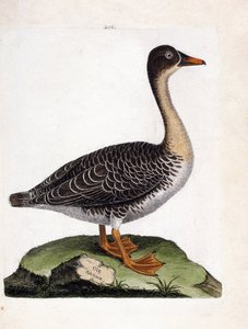 動物図鑑（鳥類学）：ワイルドグース（ハーベストグース、anser fabalis）。フランソワ・ニコラ・マルティネ(1731-1800)の「外観と感性で描かれた鳥類の歴史」の挿絵。個人蔵。 作： Francois Nicolas Martinet