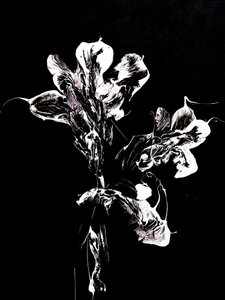 流麗な闇の花 作： Françoise Wattré