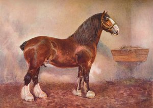 クライズデール種牡馬プリンス オブ アルビオン、c1900 c1910 作： Frank Babbage