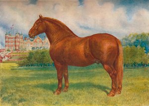 サフォーク種牡馬プリンス・ウェッジウッド、c1902 c1910 作： Frank Babbage