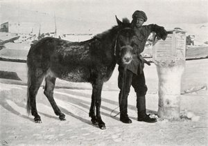 ミュールラルカーン、c1911、1913年のグラン 作： Frank Debenham