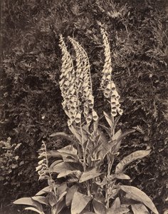 ジギタリス、c。 1860年代。 作： Frank Mason Good