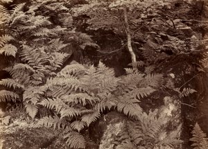 無題のシダの研究、1870年代後半。 作： Frank Meadow Sutcliffe