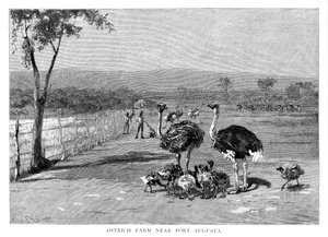 1886年、南オーストラリア州ポートオーガスタ近くのダチョウ農場