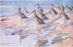 Blakeney PointのCurlews(litho) 作： Frank Southgate