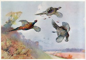 ハイキジ、「野生の鳥とウェーダー」のイラスト