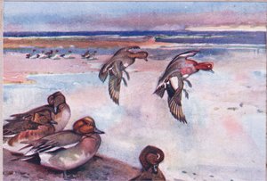 Widgeons、Hodder＆Stoughton発行のWild Nature＆Country Lifeのイラスト、c.1910