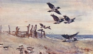イースト・アングリアの野生生物：秋の移民、ハシボソガラスと雪文鳥（カラーリトグラフ） 作： Frank Southgate