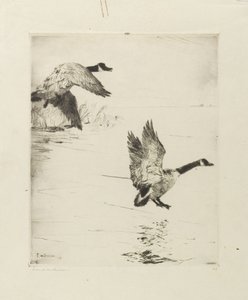 ガチョウ降り 作： Frank Weston Benson