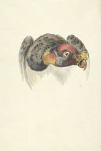 キングハゲタカ (Sarcoramphus papa) の頭 作： François Levaillant (circle of)