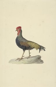 ソネラートのホウエン 作： François Levaillant (circle of)