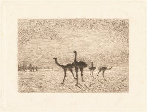 砂漠のダチョウ