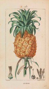 パイナップル。 薬用植物、1814-1820。 作： François Pierre Chaumeton