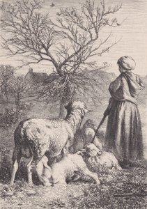 羊飼い、カリフォルニア州。 1852年。