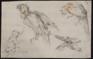 オウムとサルの学習シート 作： Frans Snijders