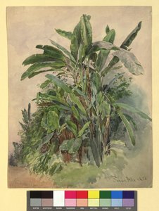 シェーンブルン - 植物習作 作： フランツ・アルト