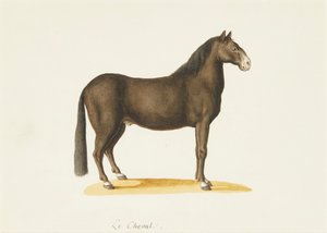 馬（水彩） 作： Franz Anton von (attr.to) Scheidel