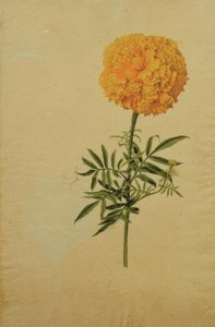 マリーゴールドの花 作： Franz Horny