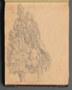 ローマとその周辺の景色を含むアルバム、風景研究、13a ページ: 木。 作： Franz Johann Heinrich Nadorp