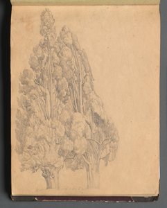 ローマとその周辺の景色を含むアルバム、風景研究、13aページ：木々 作： Franz Johann Heinrich Nadorp