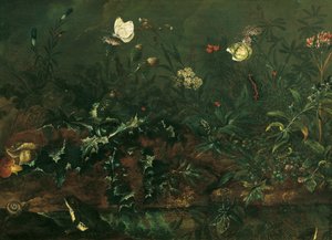 アザミ、カエル、トンボのある芝生 作： Franz Michael Siegmund von Purgau d. Ä.