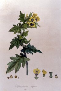 F. De Paola De Schrankの「Flora Monacensis」より。ミュンヘン 1816年 作： Franz Schrank