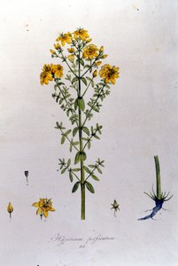 F. De Paola De Schrankの "Flora Monacensis "に掲載されているHypericum or St.John