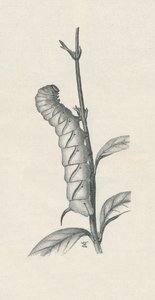 「オオタカの成虫、同様に占有」、c1900、1910