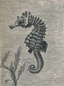 「タツノオトシゴ、偽装せず、静かに泳いでいる」、c1900、1910 作： Fred Enock