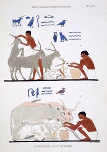 テベスからのフレスコ画のまれな記録からの獣医の仕事は、フレデリック・カイヨー（1787-1869）によるエジプトへの2回目の訪問で1819-1822を記録し、カラーリソ