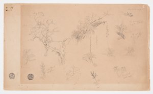 コロンビアまたはエクアドルからの13の植物研究のグループ