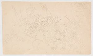植物のスケッチ