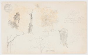 コロンビアの植物スケッチ: 竹の木、幹、細部 作： Frederic Edwin Church