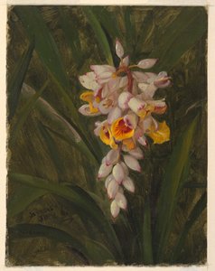 "カルダモン" 作： Frederic Edwin Church