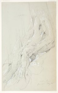 斜面に生える綿の木の根、ジャマイカ 作： Frederic Edwin Church