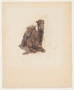 しゃがむヒトコブラクダ 作： Frederic Edwin Church