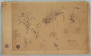 素描《コロンビアまたはエクアドルからの13の植物学的研究グループ》1853年