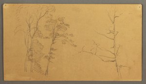 デッサン、枯れ木の上部を持つ樹木群、1866年